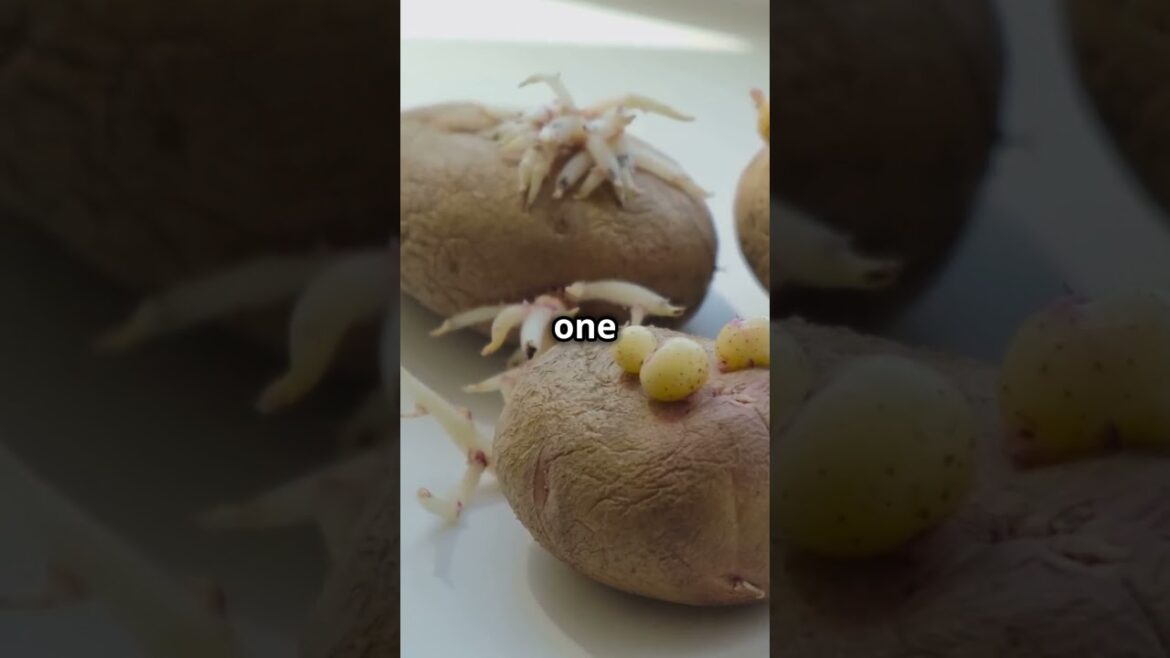 Regrow Veggies from Kitchen Scraps! 🌱 #gardening