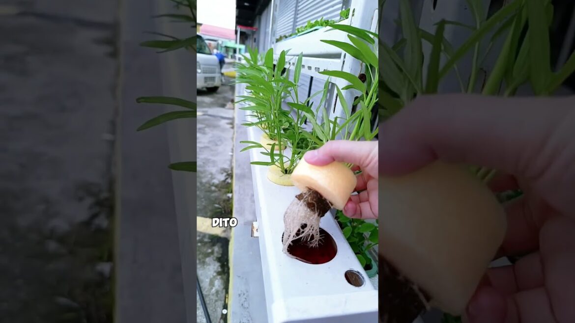 NO Electricity Hydroponics using pool noodle – Here’s What Happened! NO Electricity Hydroponics using pool noodle - Here's What Happened!