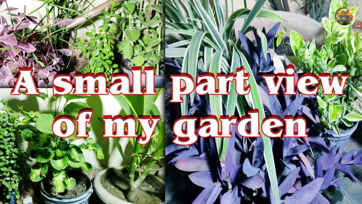 My Secret Garden Paradise REVEALED 🌱 A view of my garden #garden #gardening #plants #gardeningideas My Secret Garden Paradise REVEALED 🌱 A view of my garden #garden #gardening #plants #gardeningideas