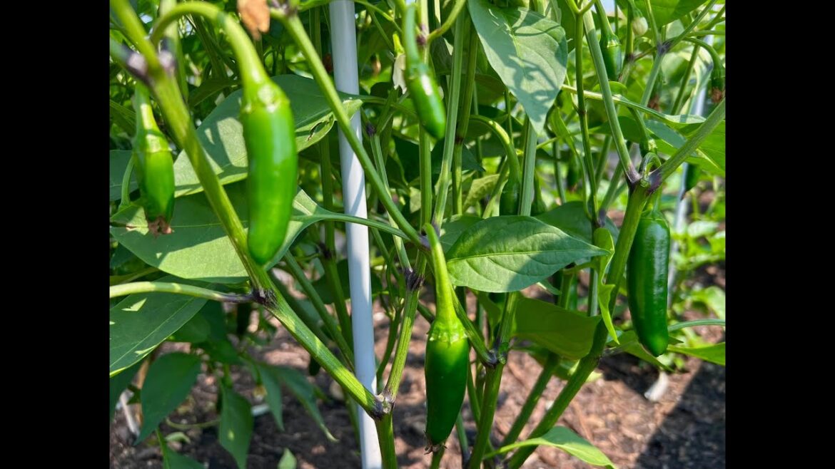 2024 Full Vegetable Garden Tour #5 – Zone 4B 2024 Full Vegetable Garden Tour #5 - Zone 4B