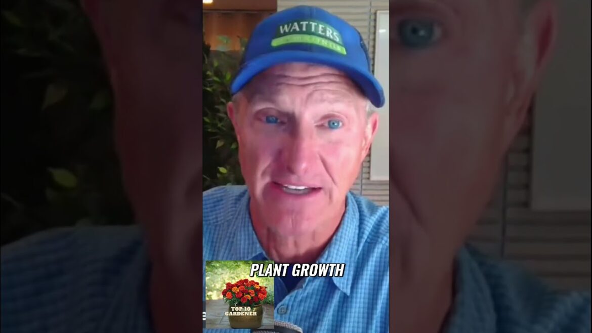 Autumn Gardening  Discover the Best Seasonal Plants