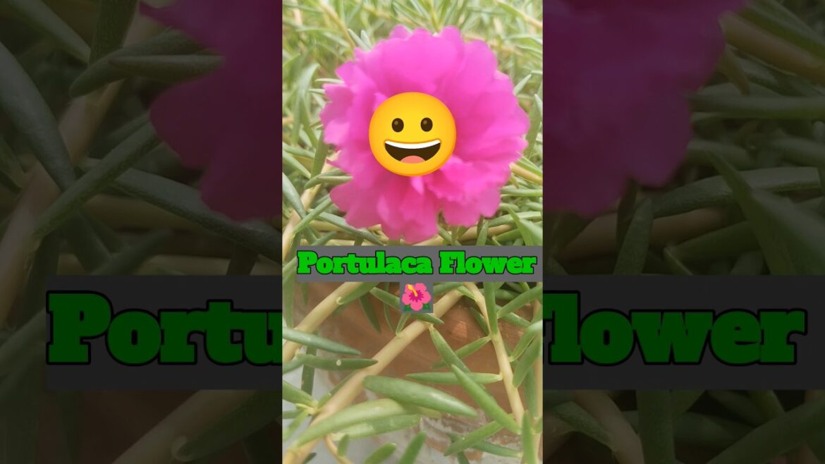 Finally plants me flowers aane lage. #shorts #gardening Finally plants me flowers aane lage. #shorts #gardening