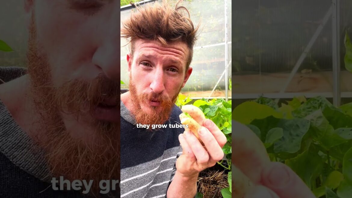 The Most Surprising Sunflower