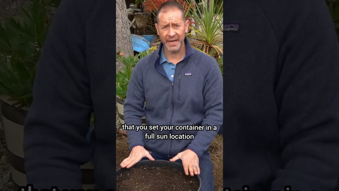 Best Fall Daffodil Planting Tips #shorts #planting #daffodil