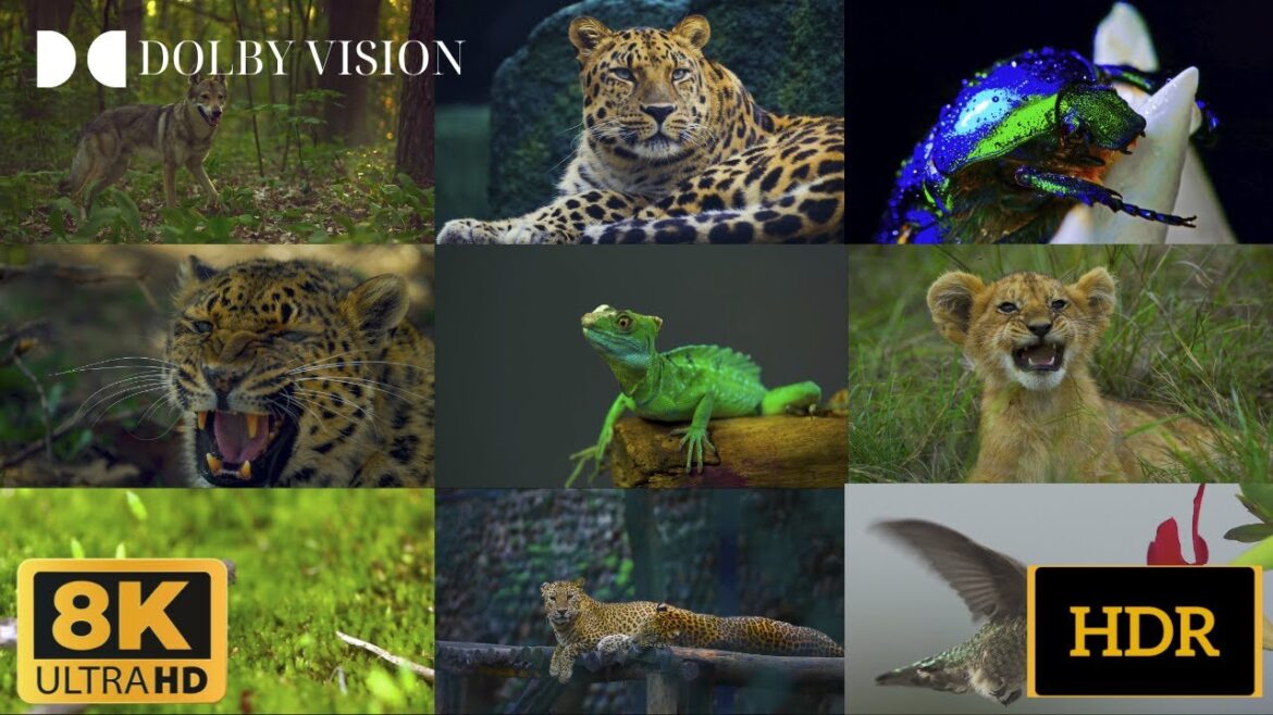 The Amazing Animal Kingdom 8K VIDEO ULTRA HD / 8K TV #8k The Amazing Animal Kingdom 8K VIDEO ULTRA HD / 8K TV #8k