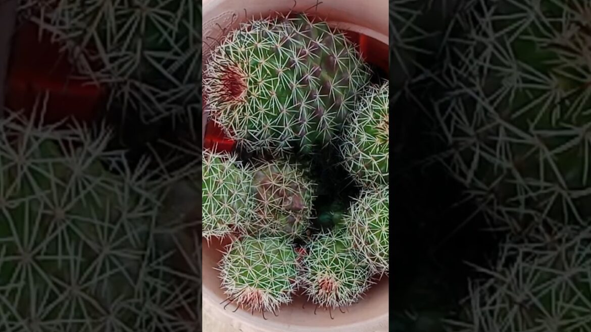 बहोत ही महंगा मिलने वाला कॅक्टस का प्लांट मिल गया फ्री मे #shorts#gardening#cactus#viralshort बहोत ही महंगा मिलने वाला कॅक्टस का प्लांट मिल गया फ्री मे #shorts#gardening#cactus#viralshort