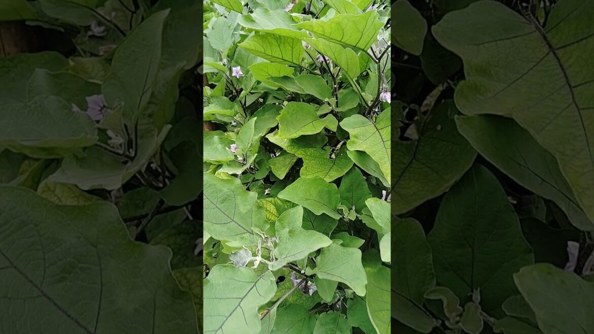 Lemon Kitchen Hacks for Your Garden