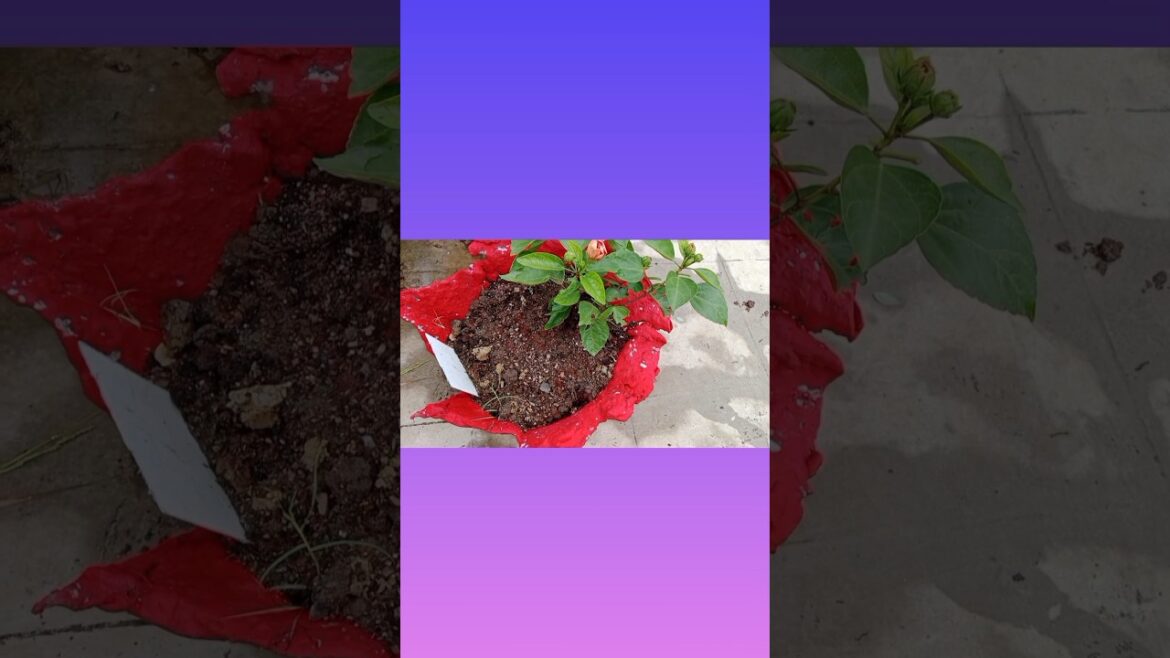 Home made beautiful pot #shortsfeed #gardningtips #gardeningideas #plants