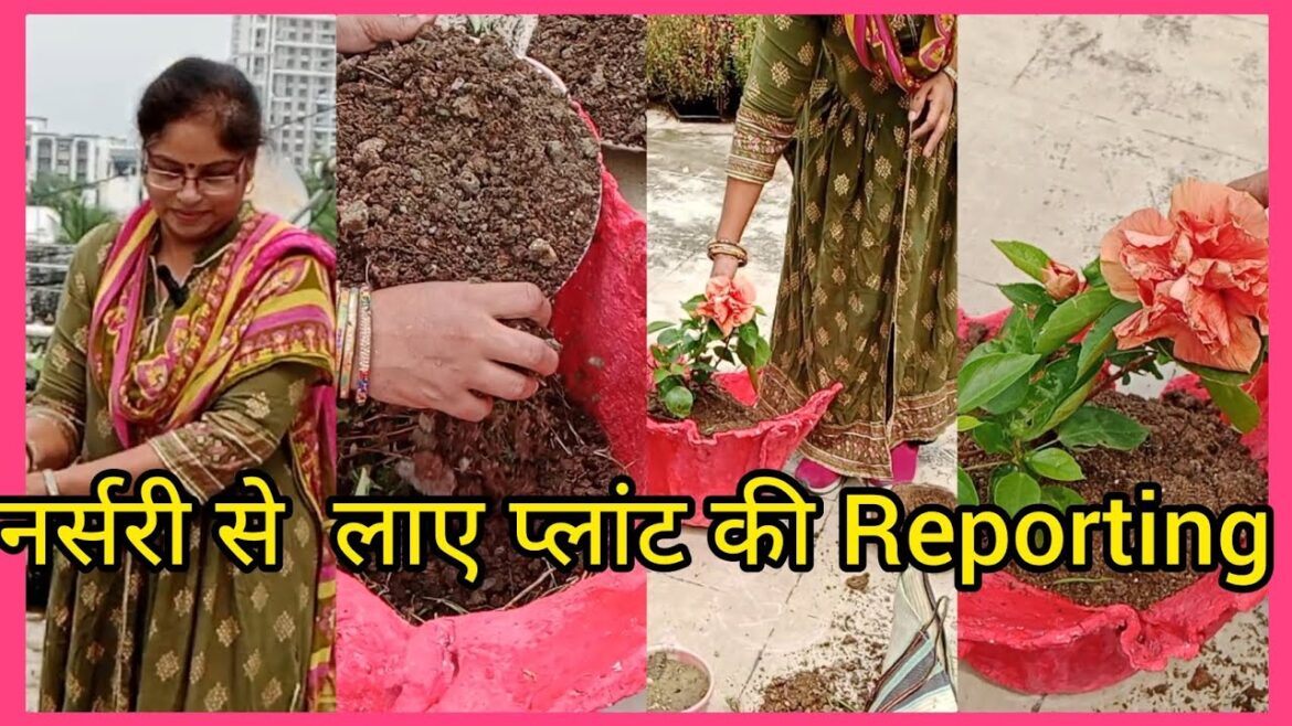 नर्सरी से लाए हुए plant की reporting #gardening#hibiscus#plants#garden नर्सरी से लाए हुए plant की reporting #gardening#hibiscus#plants#garden