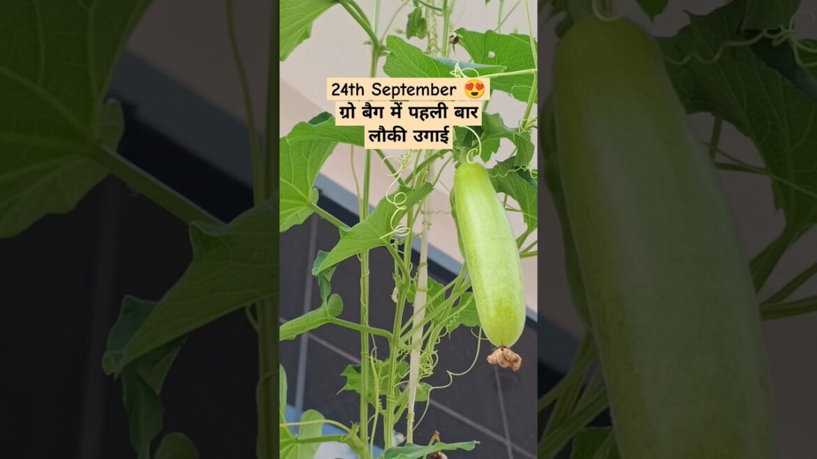 Grow vegetables on terrace | chhat par loki ugaye | #gardening #harvest Grow vegetables on terrace | chhat par loki ugaye | #gardening #harvest