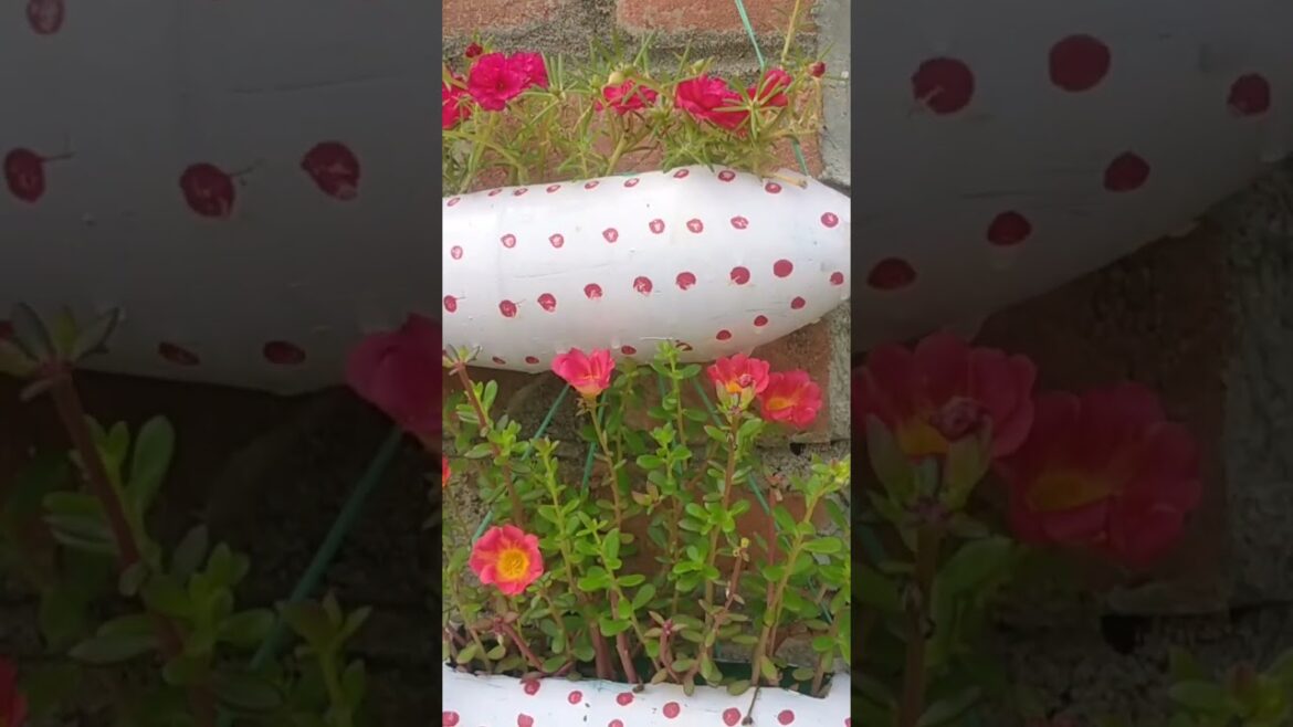 Portulaca plant decoration ideas for gardening tips | #garden #bonsai #portulaca #plants #shorts