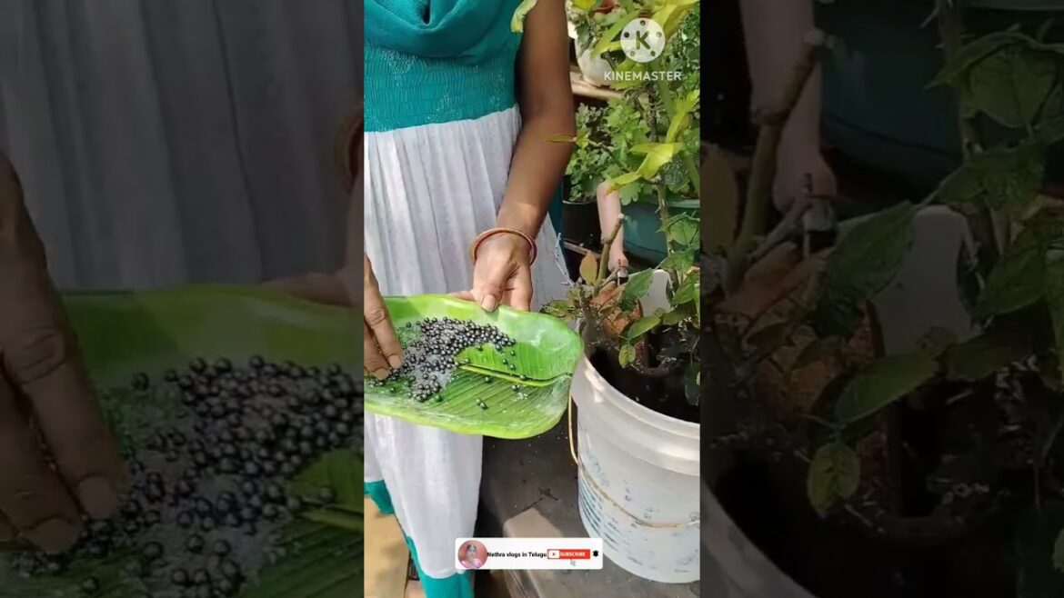 White Roses #seaweed #gardening #youtubeshorts #shorts