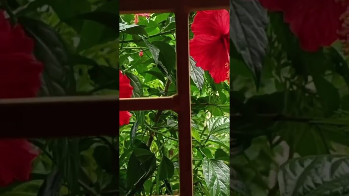 Hibiscus ❤️ #shorts #reels #trending #trend #follow #highlights #viralshorts #viralvideo #views