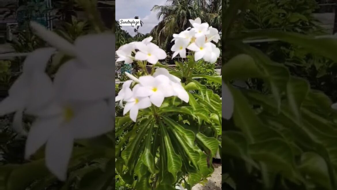 फूलों की रानी बहारों की मलिका #flowers #flowerrangoli #flowergarden #flowerbeauty#Sunderland #shorts