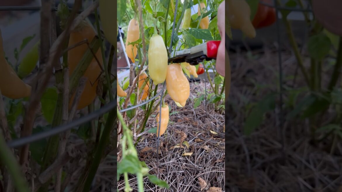 Organic Vegetable Harvest #gardenharvest #vegetablegarden