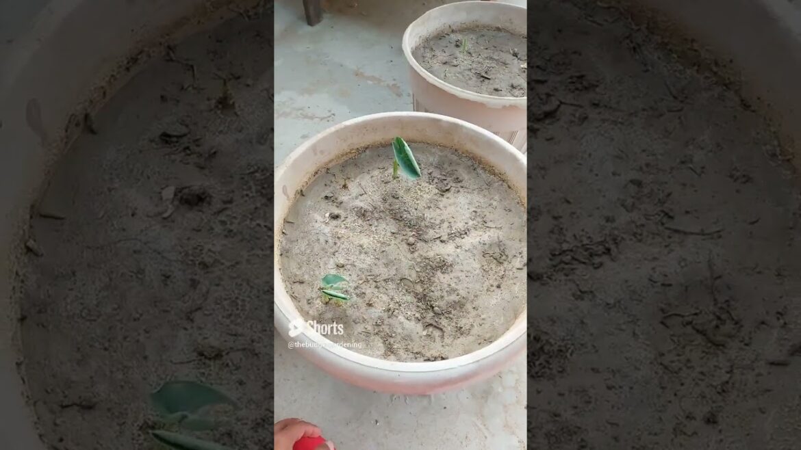 #arviplant tips for fast growth #containergardening #kitchengardening #shorts #arvi #gardenideas #arviplant tips for fast growth #containergardening #kitchengardening #shorts #arvi #gardenideas