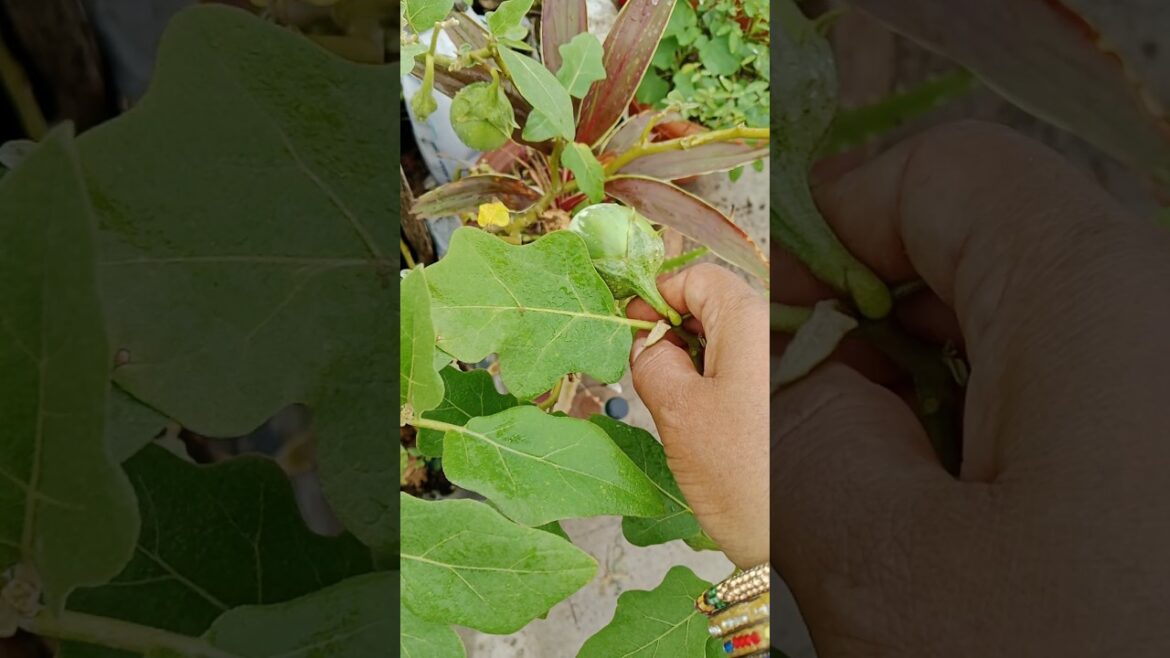 अब बैंगन के पौधे पर बैंगन जरूर आयेंगे#shortsfeed #brinjal #gardening#viralvideo अब बैंगन के पौधे पर बैंगन जरूर आयेंगे#shortsfeed #brinjal #gardening#viralvideo