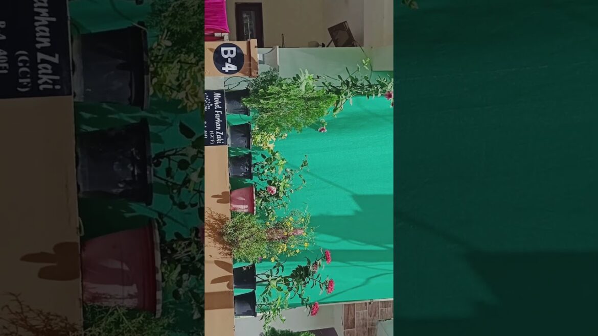 My home Gardening🏡☘️🙂|#plants #garden My home Gardening🏡☘️🙂|#plants #garden