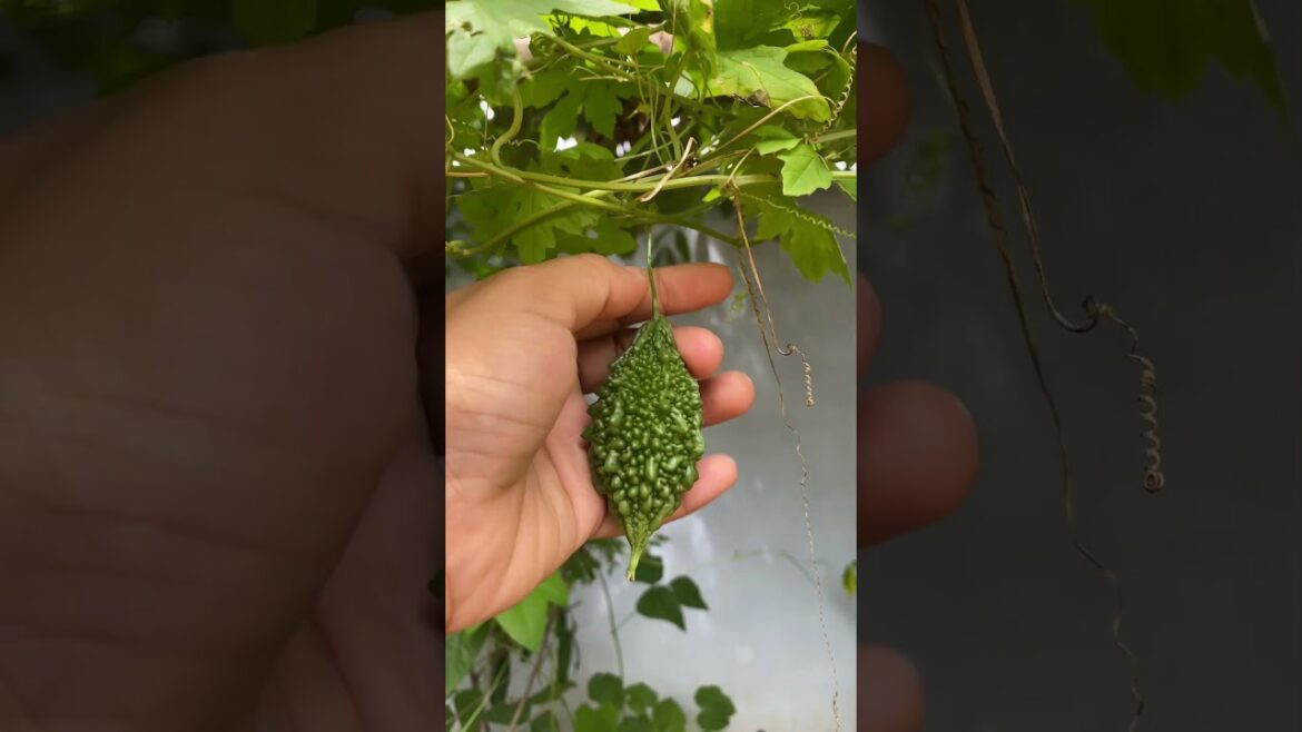 Daily life gardener by meimei / tips for growing/ enjoy with organic vegetable #shorts #gardening Daily life gardener by meimei / tips for growing/ enjoy with organic vegetable #shorts #gardening