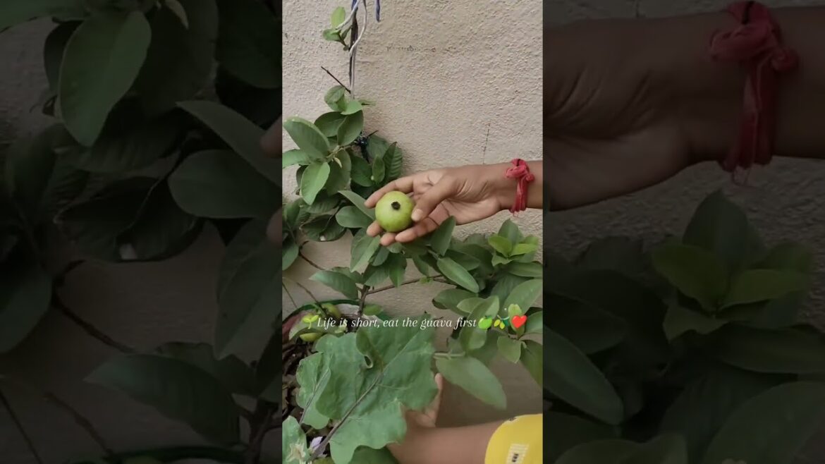 Feeling Guavalicious today 🫒🌿#harvesting #containergardening #youtubeshorts #shortsvideo #garderning