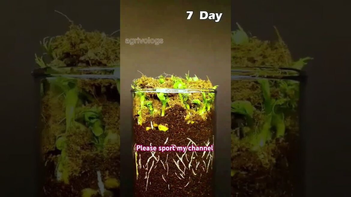 Garden 🏡 tips#garden #foryou #fy #fypシ゚viral #shortsvideo #gardening #tips