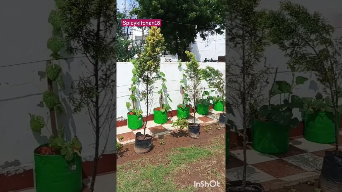 #garden #home #homegarden  #shorts #nature #temperature #environment #plants