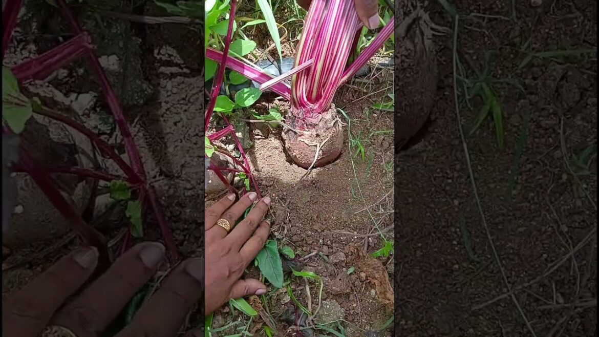 Male / Female Beetroot ? #trending #food #shortvideo #shortsviral #shorts