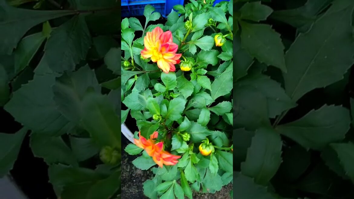 Dahlia Flower Tips | How To Grow Dahlia#shortvideo #bagwani #plant #growing #shorts