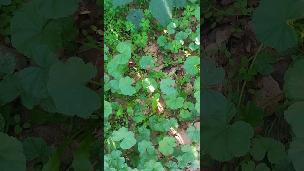 Common Mallow growing