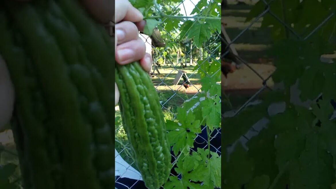 Fresh vegetable😱🤤 #fresh #vegetable #picking #garden #backyard #healthy #satisfying #gardening #fyp