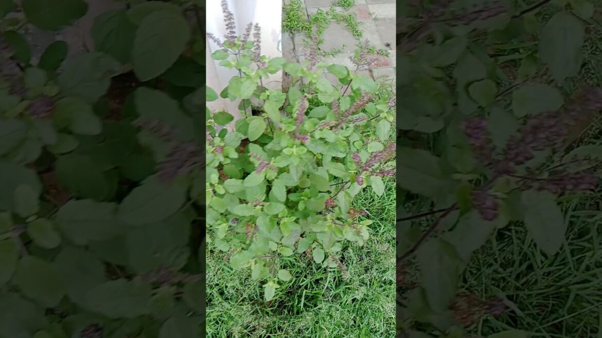 तुलसी के पौधे को धना कैसे बनाये #shorts#tulsi #gardening#tulsiplant #yt तुलसी के पौधे को धना कैसे बनाये #shorts#tulsi #gardening#tulsiplant #yt