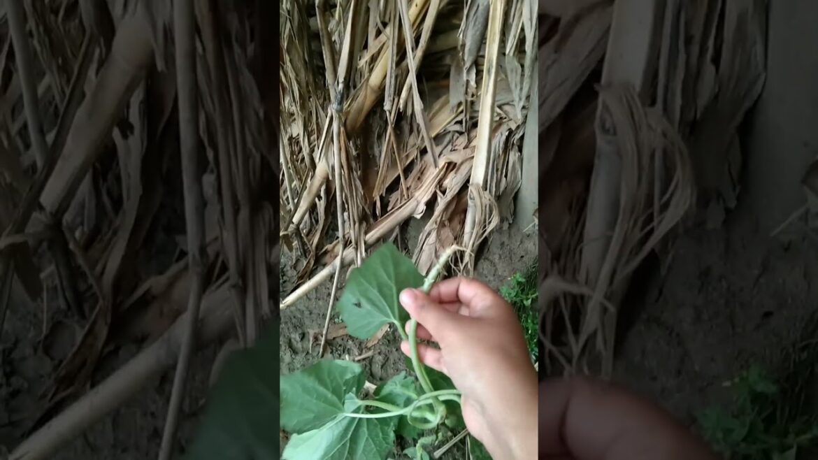 Ash Gourd/White Gourd #plants #garden #repotting #kumra #trending #shorts#gardening #planting #plant Ash Gourd/White Gourd #plants #garden #repotting #kumra #trending #shorts#gardening #planting #plant