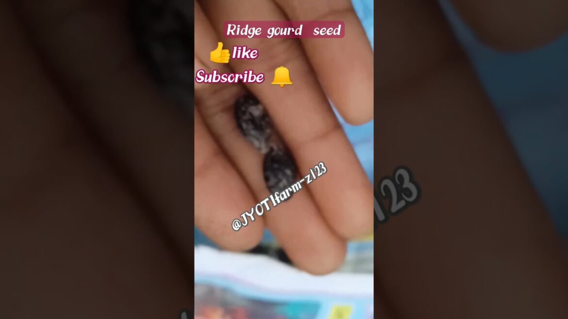 Ridge Gourd Seeds: The Easiest Way to Grow Them Ridge Gourd Seeds: The Easiest Way to Grow Them