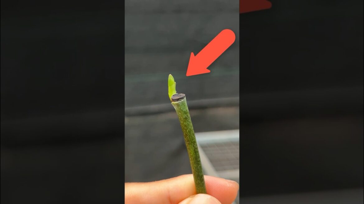 Phalaenopsis orchid cuttings from flower branches #garden #tips #orchid