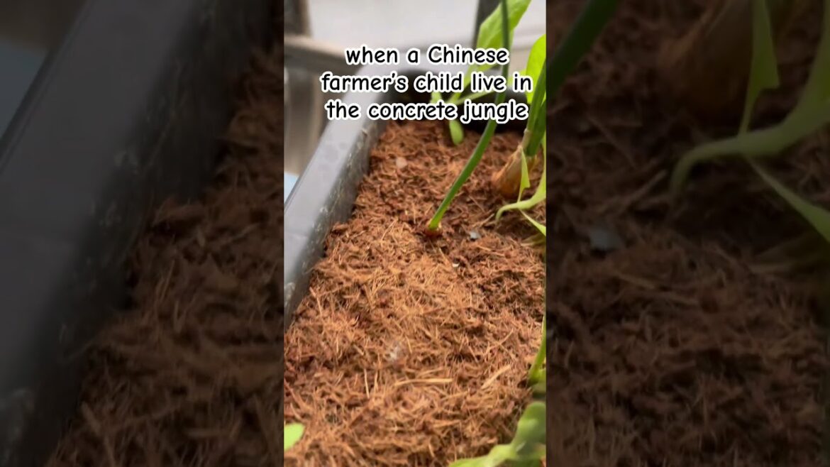 My little container garden #gardening#farming#peace#life#plants#happy#relaxing#positivevibes#funny