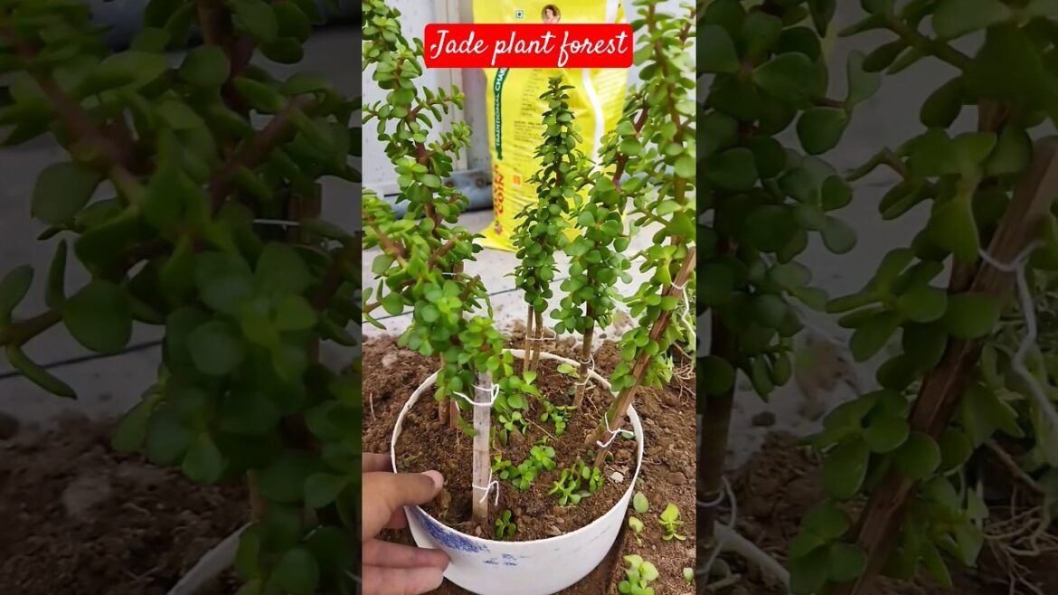 jade plant forest🌲 #gardening #jadeplantcaretips #bonsai #shorts #ytshorts