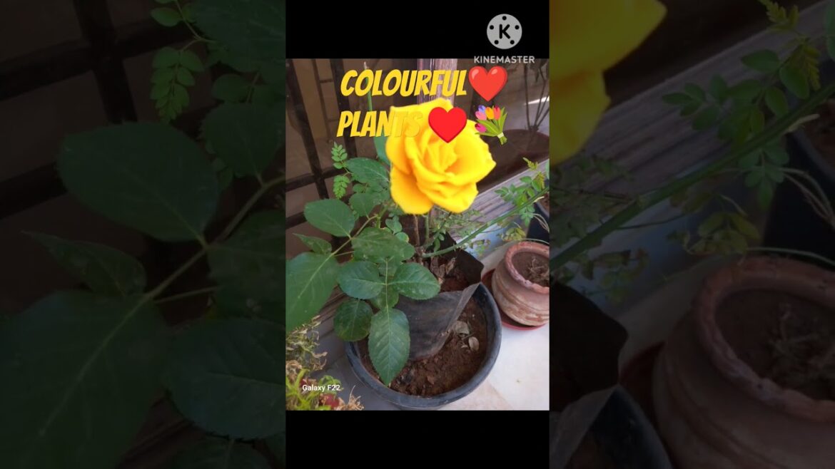 ColourFul houseplants Green Space|Vibrant Flora|Gardening|🪴