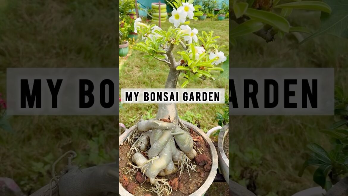 My Bonsai Collection || #plants #bonsaitree #garden#shorts #youtube My Bonsai Collection || #plants #bonsaitree #garden#shorts #youtube