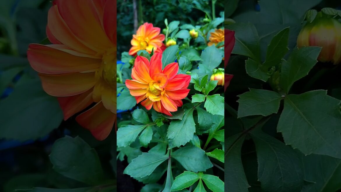 Tips For Dahlia Plant | How To Grow Dhalia #flowers #garden #shorts Tips For Dahlia Plant | How To Grow Dhalia #flowers #garden #shorts