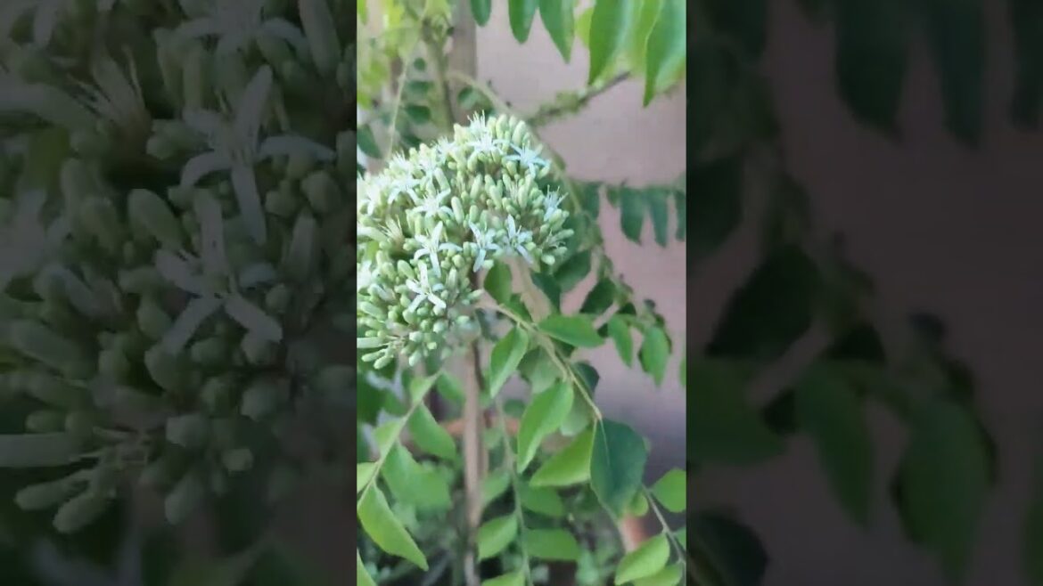 #kadipatta flowers for seeds 😍 💕 #containergardening #gardening #kitchengardening #plants