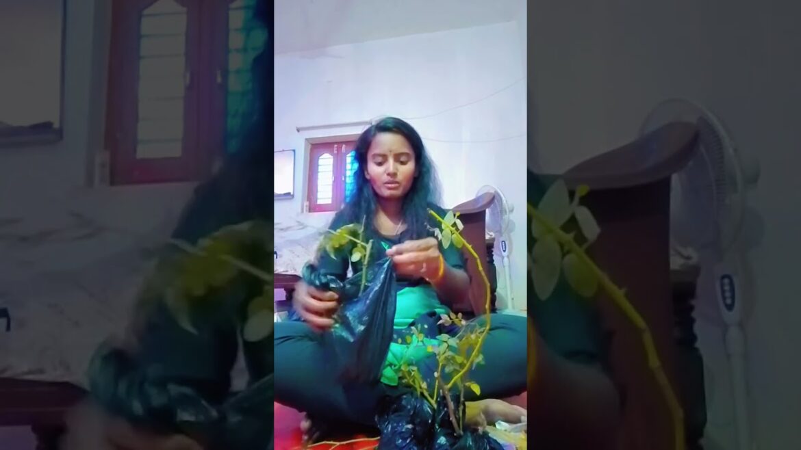 meesho live plants packing | Climbing Roses: The Ultimate Plant Packing Guide | Udaya Jwala vlogs