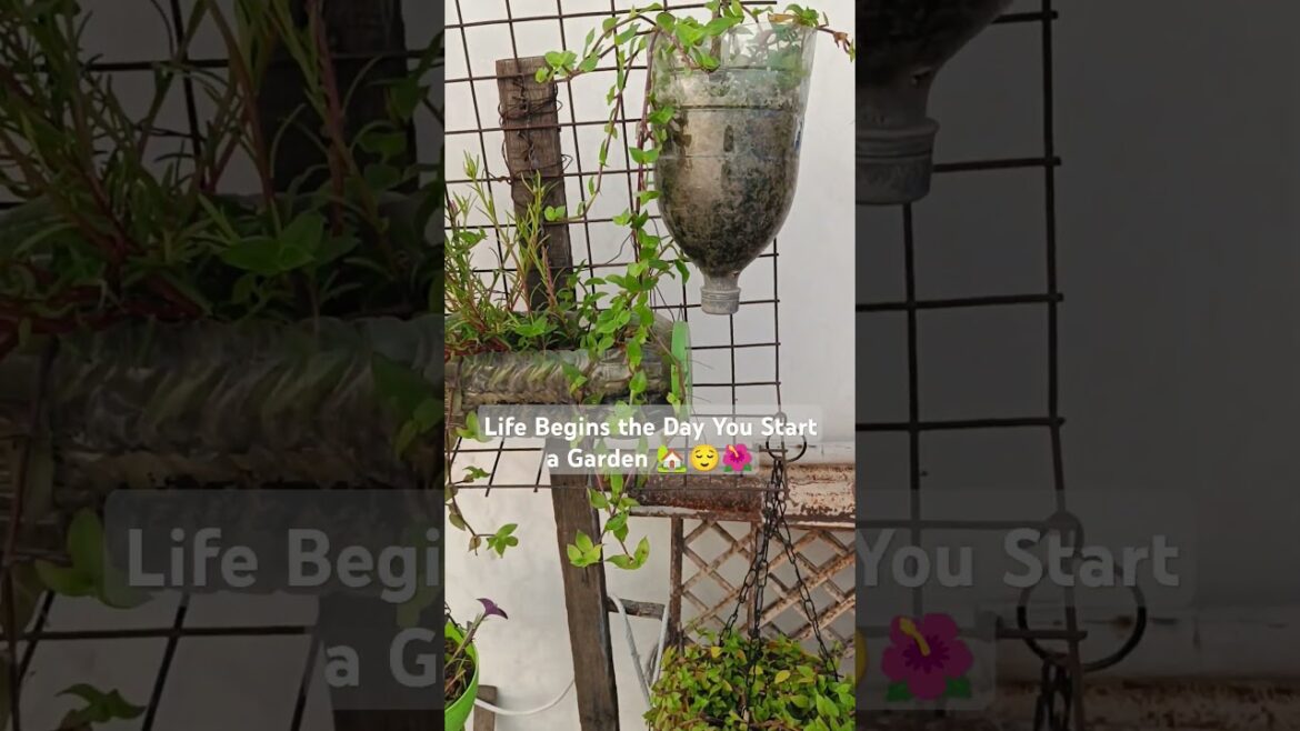 #gardeningwithshivani05 #ytshorts #viralshort #youtubeshorts #gardeningwithshivani05 #ytshorts #viralshort #youtubeshorts