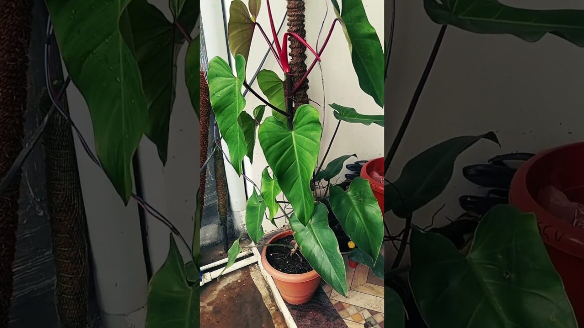 Philodendron plant 🫶 3 year old #explore #garden #plants #plantlove #plantlife #plantparent Philodendron plant 🫶 3 year old #explore #garden #plants #plantlove #plantlife #plantparent