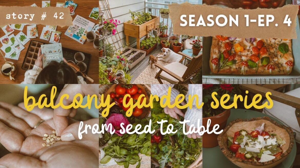 👩🏻‍🌾From SEED to TABLE | Small BALCONY Container Vegetable GARDEN | The Final Harvest | S1 PART 4