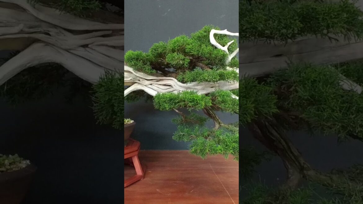 Nature's Creativity. The Magic of Fukinashi Gardening! #japneseculture #bonsai #gardening #nature