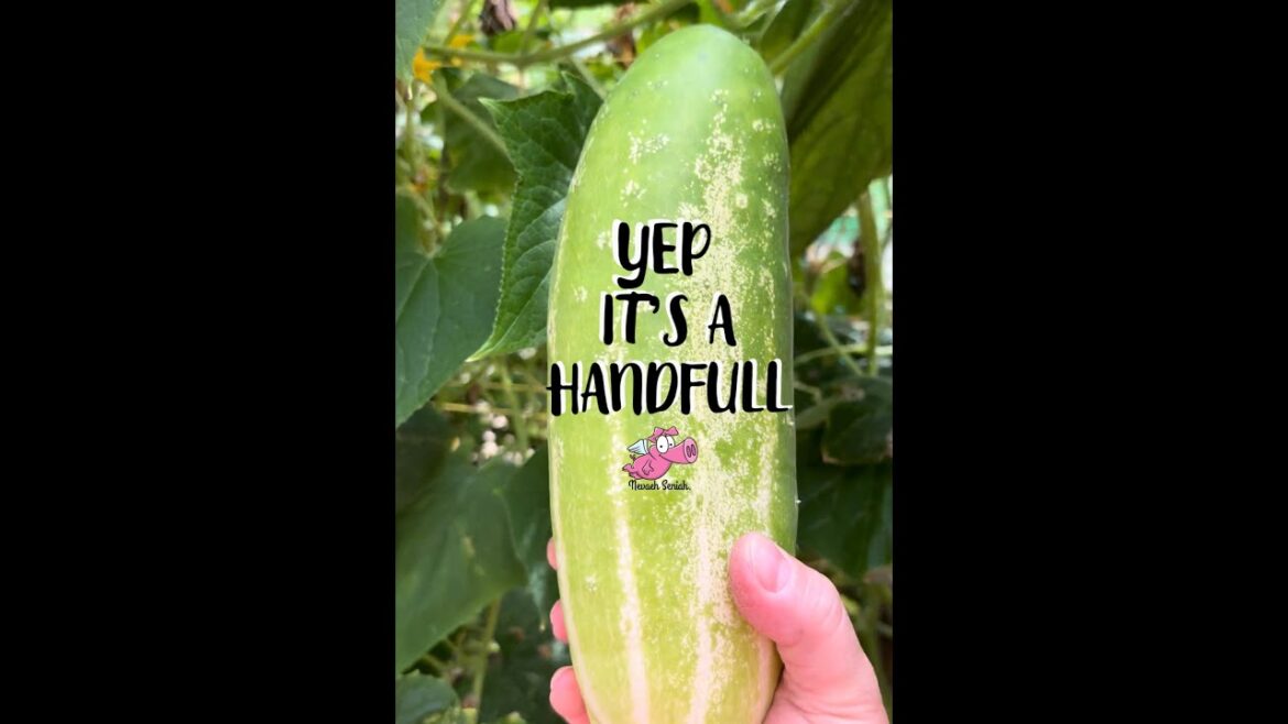 Farm Episode 94: Why Are Cucumbers The Hardest Vegetable To Pick? #gardening
