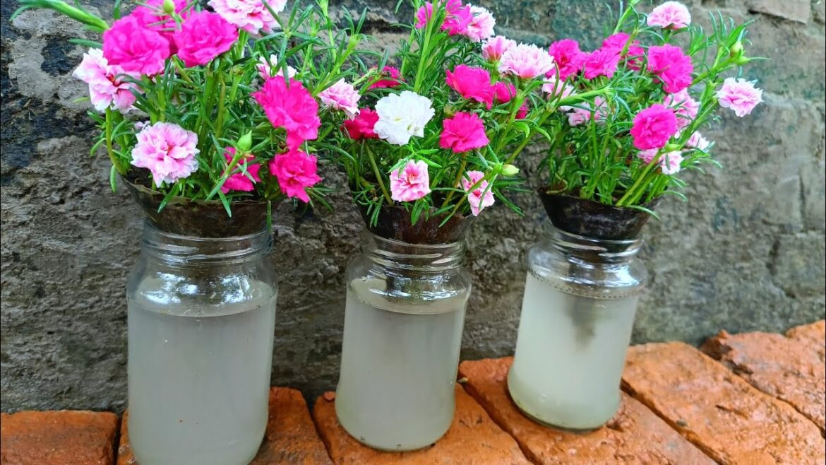 How to grow portulaca in glass bottle #viralvideo ✅ How to grow portulaca in glass bottle #viralvideo ✅