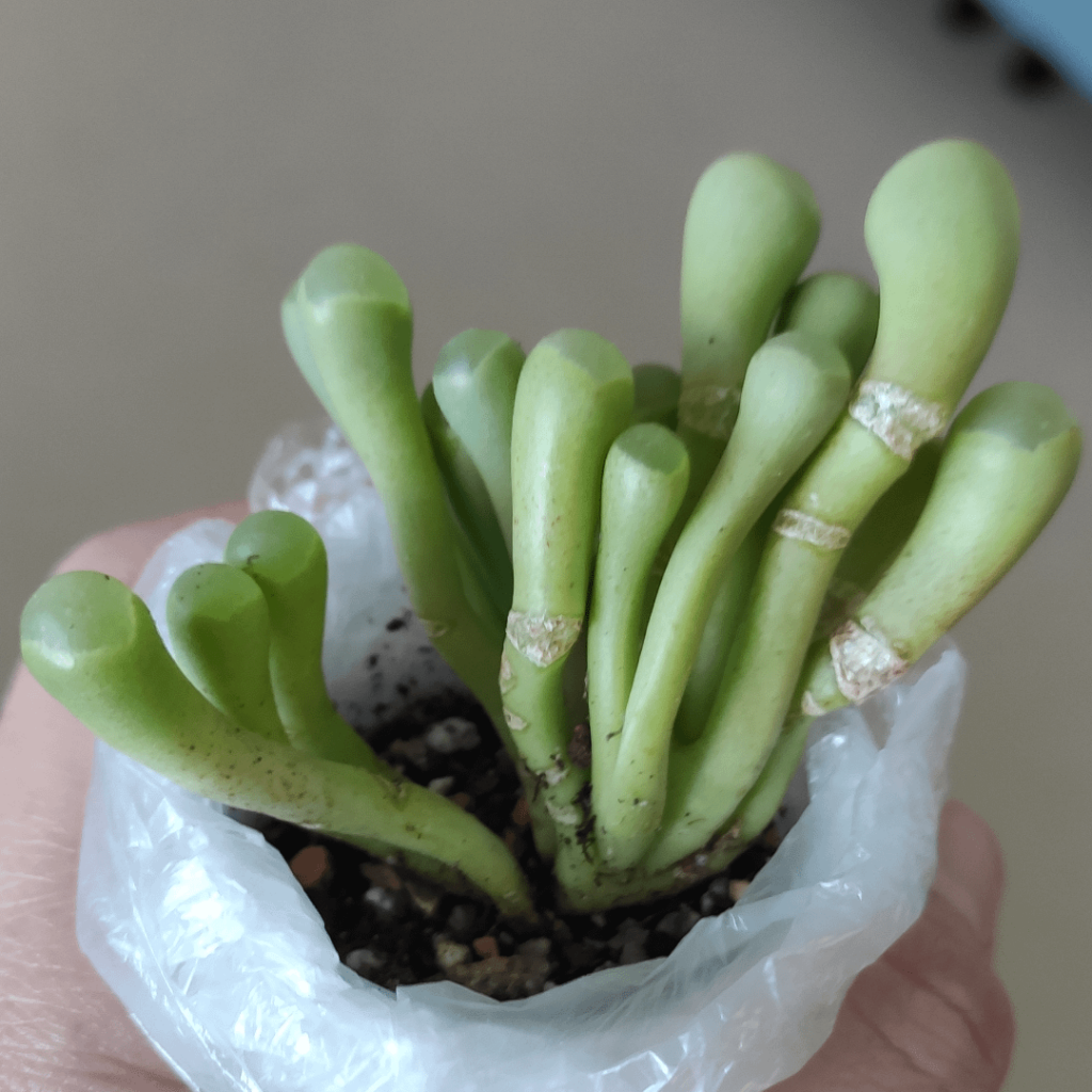 is my fenestraria etiolatied?