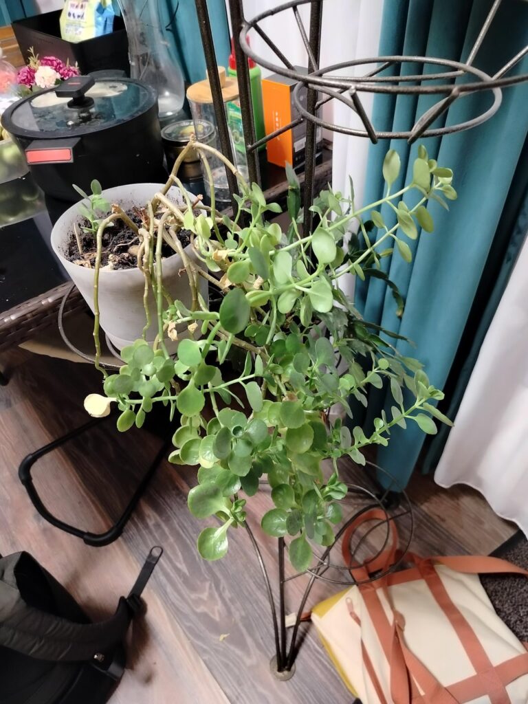 What is this plant and what should I do w it?
