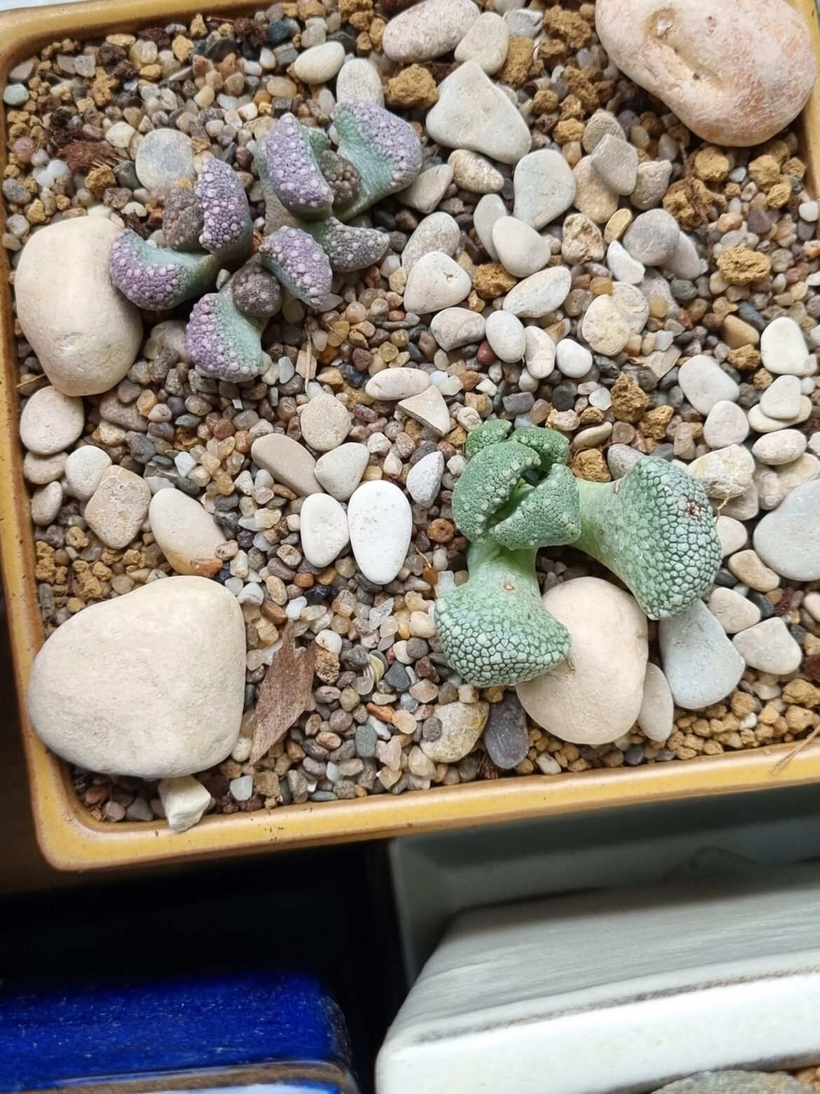 What could these be?